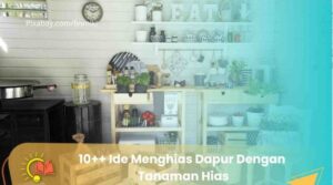 Ide Menghias Dapur Dengan Tanaman Hias